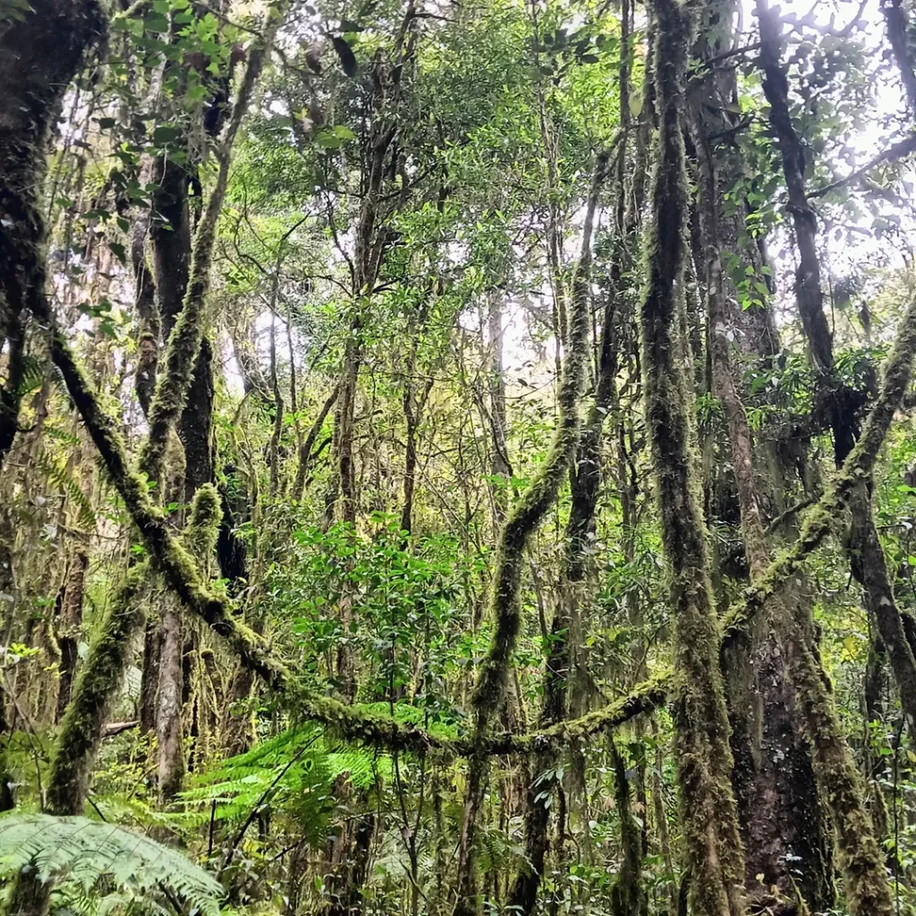 Jalur Pendakian Gunung Cikuray Alera Adventure (SC IG wann0021) (2)