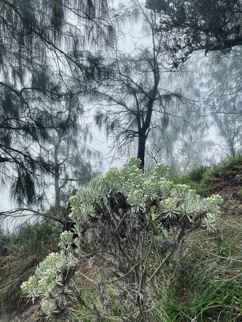 Spot Foto Terbaik di Gunung Arjuno Alera Adventure (SC IG rn_ninis) (3)