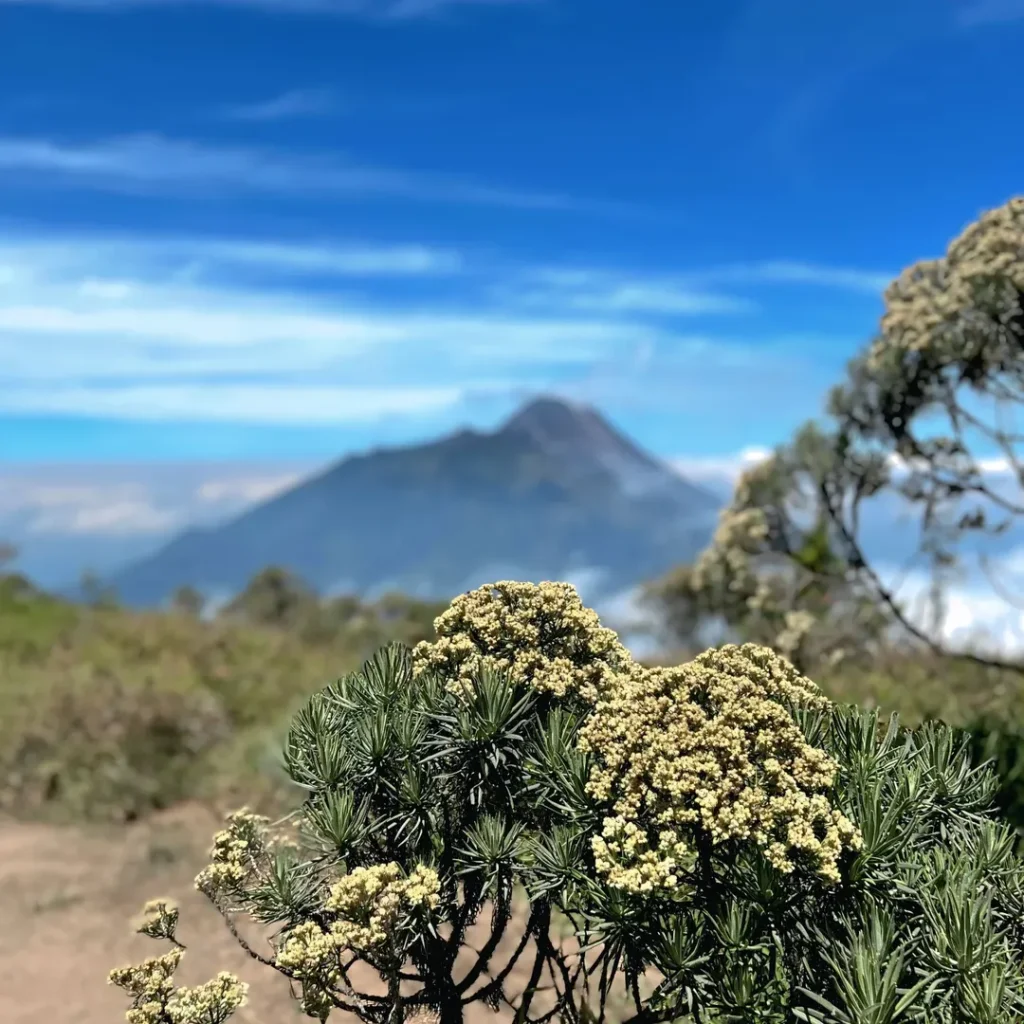 Itinerary Pendakian Gunung Merbabu Via Selo (SC IG rzki_fdhlh)